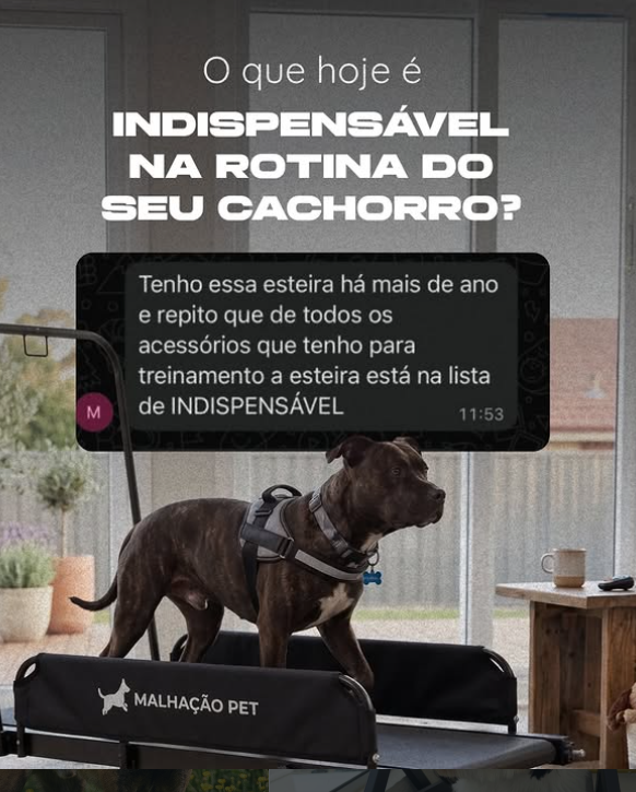 Cachorro usando esteira para cães MalhaCão — resultado real de tutor