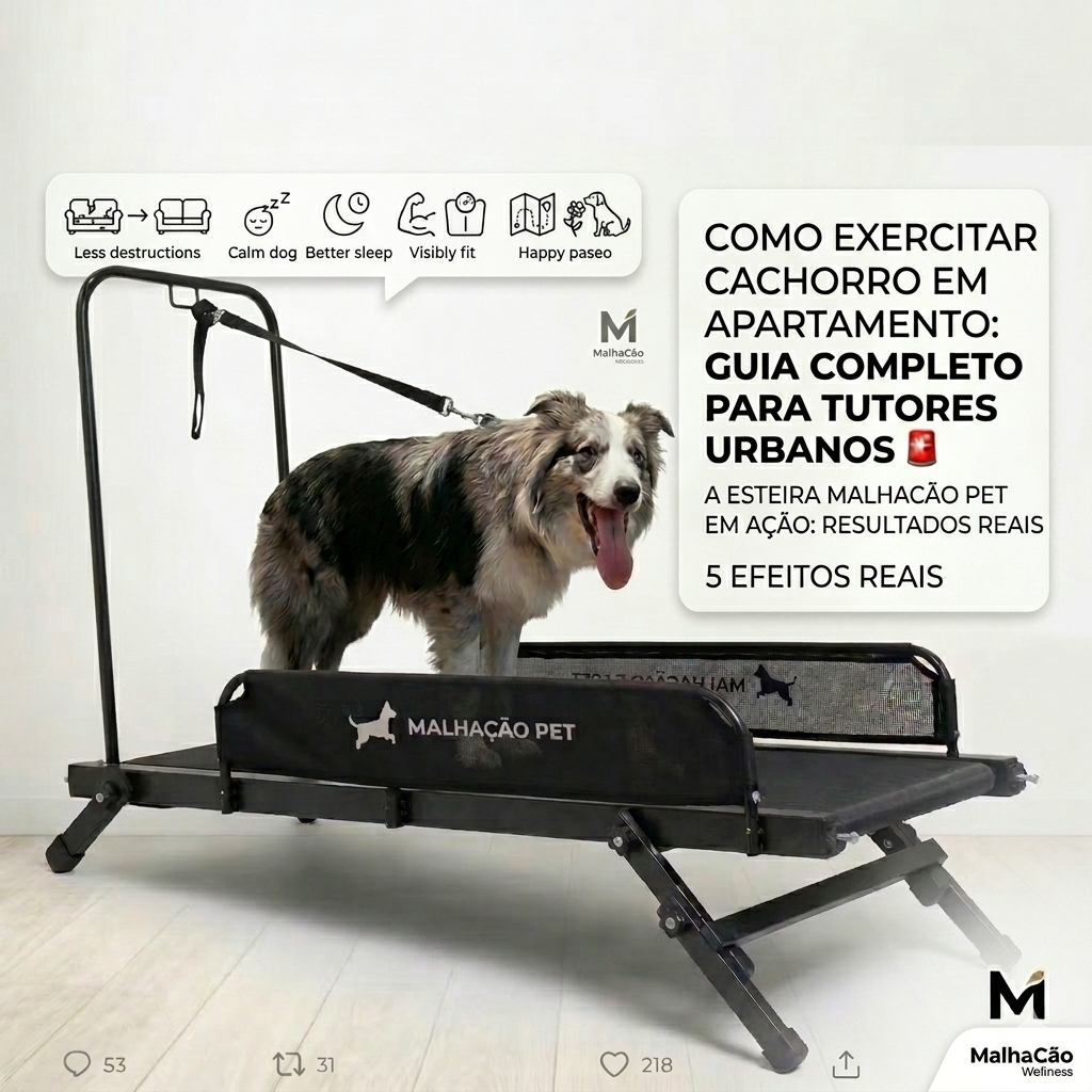 Cachorro Border Collie usando esteira para cães MalhaCão em apartamento
