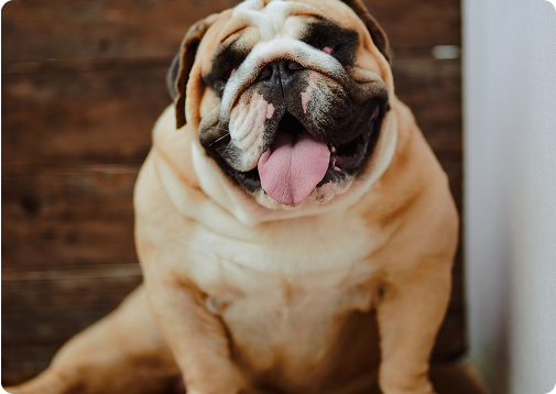 Obesidade canina: riscos e como prevenir