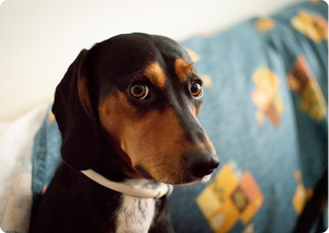 Como identificar ansiedade no seu cão?