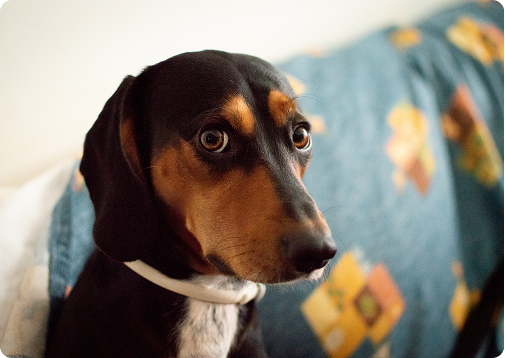 Como identificar ansiedade no seu cão?