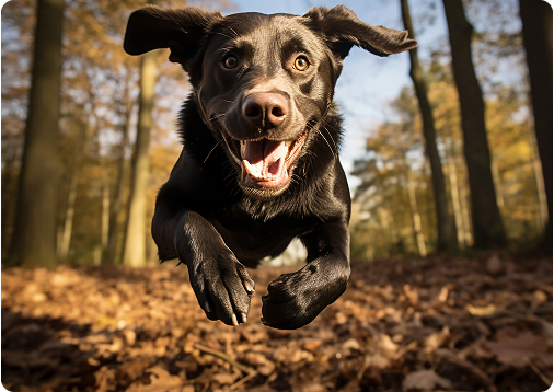 5 sinais de que seu pet precisa gastar mais energia!