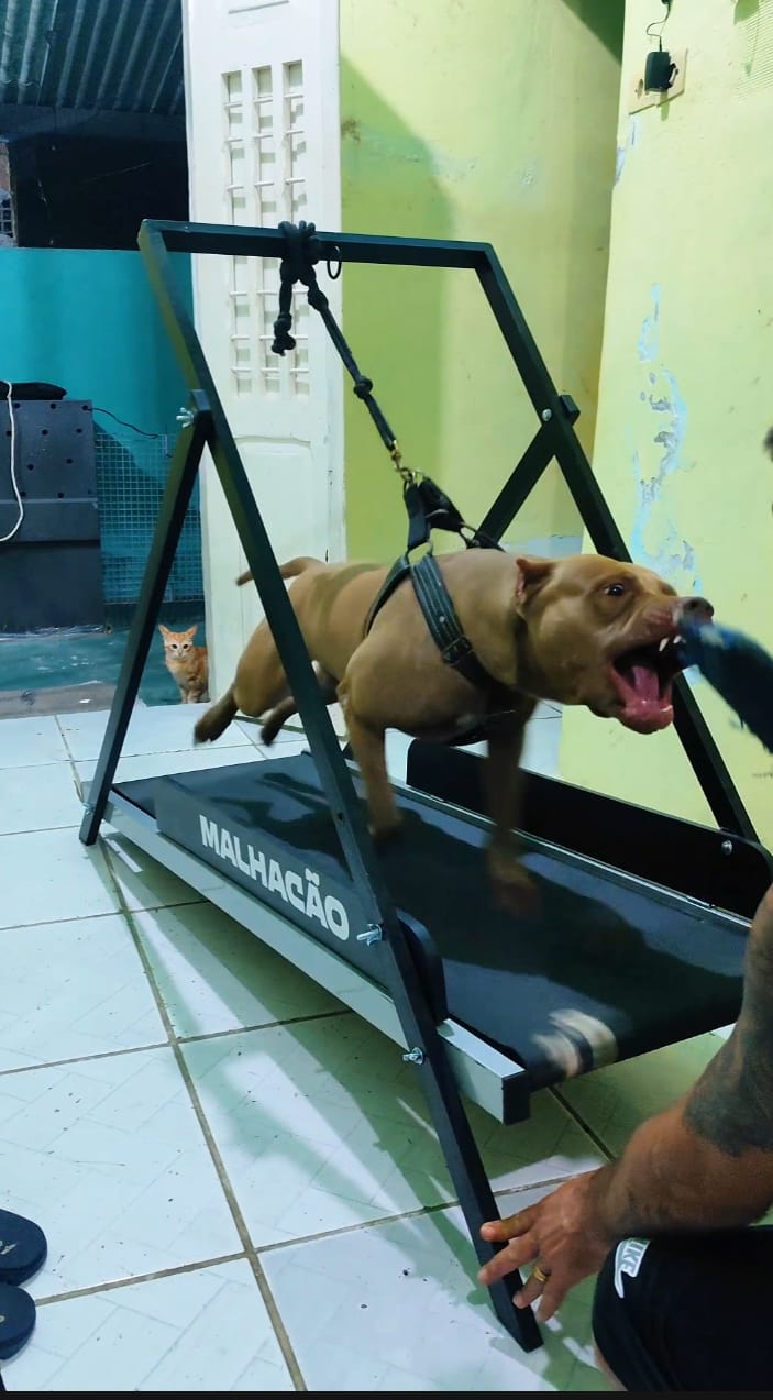 Cachorro usando esteira para cães MalhaCão — resultado real de tutor