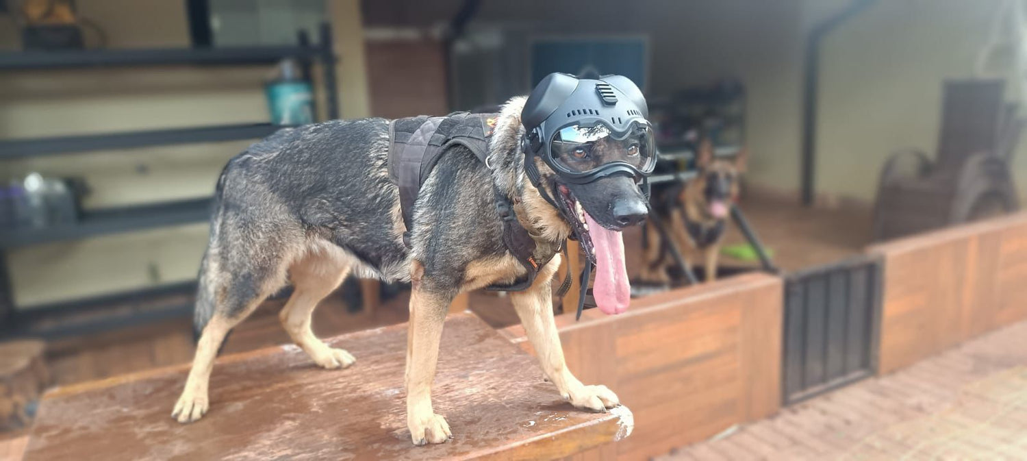 Cachorro usando esteira para cães MalhaCão — resultado real de tutor