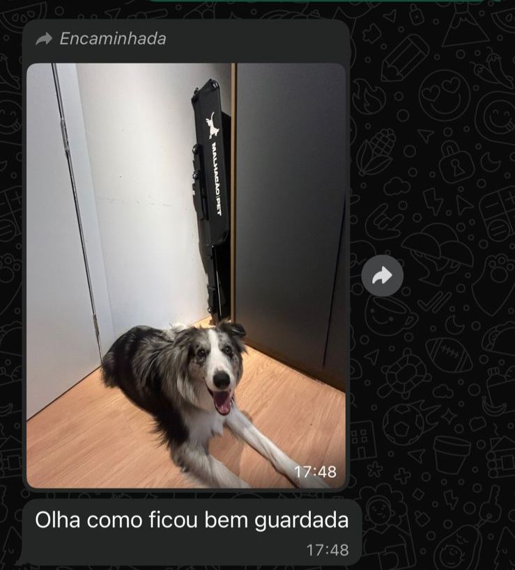 Cachorro com excesso de energia em apartamento sem rotina de exercício - Esteira para cães
