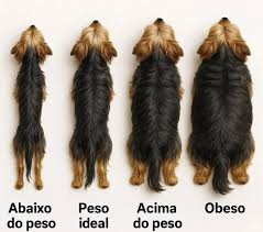 Cachorro usando esteira para cães MalhaCão — resultado real de tutor