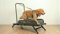 ESTEIRA PARA CÃES ARTICULADA M — MALHACÃO