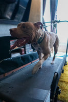 Esteira para Cães Articulada G — MalhaCão