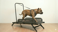 ESTEIRA PARA CÃES ARTICULADA G — MALHACÃO